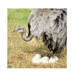 Ostrich Eggs For Sale Grade top Type Eggs Form Eggs Fertility Rate High Genetic Diversity Diverse Breeding Stock Health Healthy - Image 2