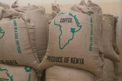 Premium Kenyan Arabica & Robusta Coffee Beans for International Export High-Quality Arabica and Robusta Coffee Beans Sourced from Kenya for Export Export-Grade Kenyan Arabica & Robusta Green Coffee Beans Authentic Kenyan Arabica and Robusta Coffee Beans for Global Markets Freshly Sourced Arabica & Robusta Coffee Beans from Kenya – Export Quality - Image 5