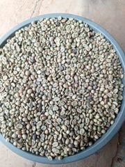 Robusta coffee beans and Arabica coffee beans – product photo 1, product detail gallery
