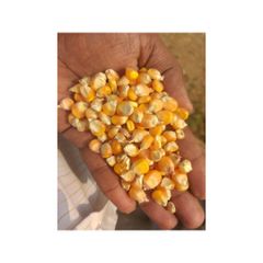 Yellow maize available in bulk for global food and feed industries – product photo 2, product detail gallery