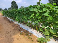 MULCHING FILM - Image 3