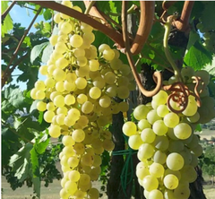GRAPE THOMPSON - Image 2