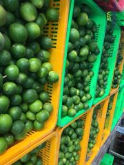 Vietnam Seedless Lime – Fresh Export Quality | Bulk Supplier – product photo 5, product detail gallery
