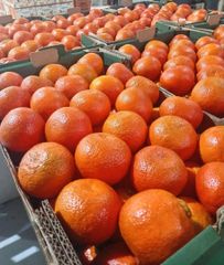 Premium Nadorcott Mandarins from South Africa!! CLASS 1 Export Quality! NEW CROPS!! - Image 2