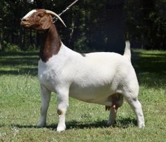Superior Live Milking Boer  Goats Farm Raised Healthy Dairy Livestock  Cheap Price Offer for export worldwide - Image 2