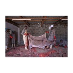 Premium donkey hides available in bulk ideal for leather manufacturers and tanneries - Image 1