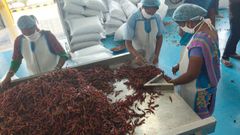 Dried Red Chilli - Gamma Treated – product photo 1, product detail gallery