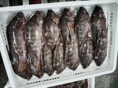 Tilapia whole round - Image 2