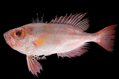 Premium Quality Frozen Bigeye / Bullseye (Ikan Swanggi / Priacanthus spp.) – Wild Caught & Export Grade - Image 2