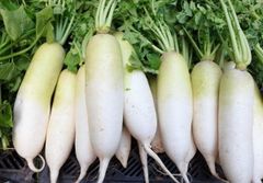 FRESH WHITE RADISH FOR SALE 2019 Type Radish Color White Style Fresh Weight (kg) 1 Content RADISH Taste Delicious Shelf Life 20 - Image 5