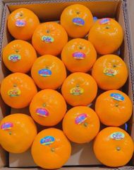 Mandarin kinnow Origin Pakistani Fruit Type Kinnow And - Image 3