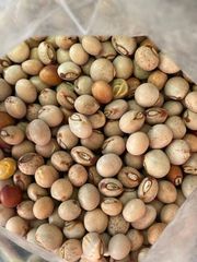 Check origin options below for my info... white quality organic Pigeon Peas from Nigeria - Image 3