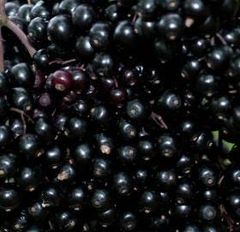 Frozen Elderberry - Image 1