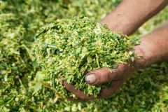 Fresh Fermented Maize / Corn Silage from Pakistan – Bulk Animal Feed Supply - Image 3