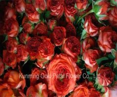 Fresh Cut Flower Rose Chocolates Rose for Best Decoration - Image 2