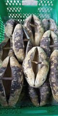 SEA CUCUMBER DRY - Image 1