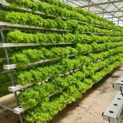 Nft Hydroponics System Designed for Fast Growing Asian Leafy Vegetable Crops - Image 5