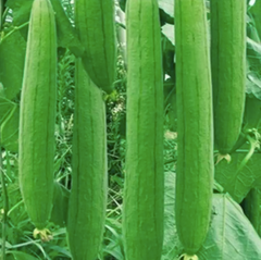 Fresh Sponge Gourd - Image 2