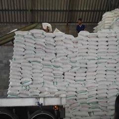 Beet cane sugar Icumsa 45 / Brazilian Sugar Icumsa 150 / Sucre Icumsa 450 - Image 1