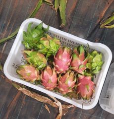 Dragon fruit - Image 1