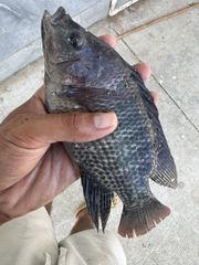 Freshwater Tilapia Fish Purity Chemical-free Intended Use Grilling, Frying, Or Curries Processing Method Not Frozen — Delivered - Image 1