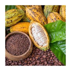 High-Quality Organic Certified Cocoa Beans Wholesale Product - Image 4