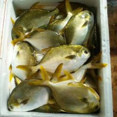 Promotion Good Quality Frozen Seafood Golden Pompano Pomfret Fish - Image 1
