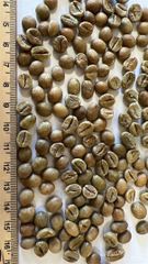 Robusta Coffee Beans - Image 1