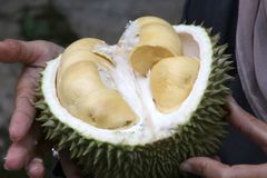 KWS New crop 2023 Fresh Durian Quality A Fresh Durian fruits for sale - Image 4
