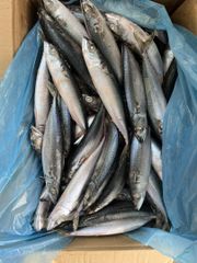 frozen pacific mackerel Packaging 10kgs carton Type whatsapp:86-18958685544 Feature wechat:86-18958685544 Form Canned, Fillets, Loin, Precooked, Scallop, Mussel Meat, Clam Meat, Steak, Portions, Wr,hgt,fillets, Wr/tube/strip/ring/tentacle/flower/t+t/wing - Image 2