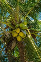 WHOLE GREEN TENDER COCONUT - Image 1
