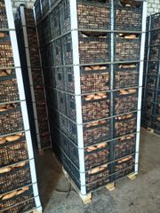 Egyptian sweet potatoes – product photo 3, product detail gallery