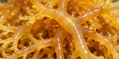 Eucheuma Cottonii Seaweed – Standard, Premium & Bleached Grade – product photo 2, product detail gallery