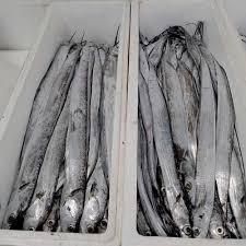 Mackerel Fish - Image 5