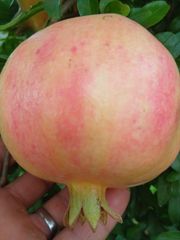 Pomegranate - Image 1
