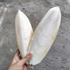 White Clean Dried Cuttlefish Bone Good Quality Directly From Factory - Image 3
