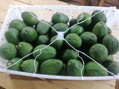 avocado hass - Image 1