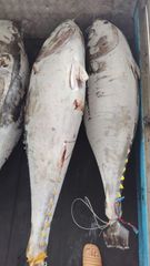 Frozen Yellowfin Tuna - Premium Quality - Image 2