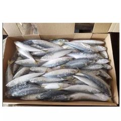 Wholesale seafood delicious fresh fish frozen tunny tuna fish - Image 1