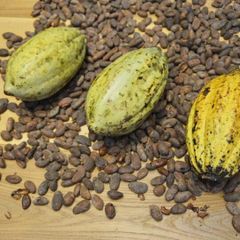 cocoa beans – product photo 1, product detail gallery