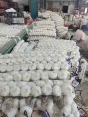 China New Big Size Braid Fresh Pure White Garlic Style Whole Origin China HS Code 070320 Type Pure White Trademark Green - Image 2