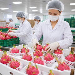 Fresh Dtagon fruit – product photo 3, product detail gallery