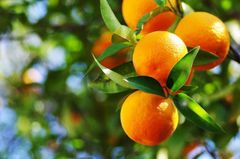 Orange – product photo 1, product detail gallery