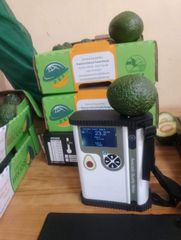 Hass Avocado from kenya – product photo 4, product detail gallery