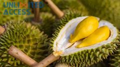 HIGH QUALITY FRESH DURIAN from VIETNAM Grade aaa Style Fresh Type DURIAN Weight (kg) 3 Address Viet Nam Shelf Life 7 - Image 5