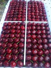 sweet cherries fresh - Image 2