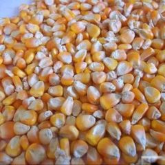 Non GMO Yellow Corn Maize - Image 2