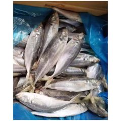 Frozen Horse Mackerel /Pacific/Indian/Atlantic Mackerel fish for competitive rates - Image 3