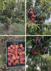 Peach – product photo 1, product detail gallery