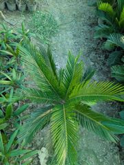 Sago palm lush green plants available  🇵🇰 almost 10000plants available – product photo 2, product detail gallery